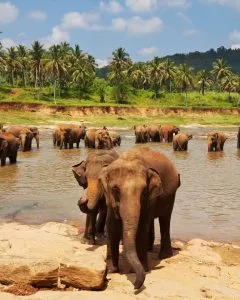 traveloptimizer Reise planen lassen, Elefanten in Sri Lanka