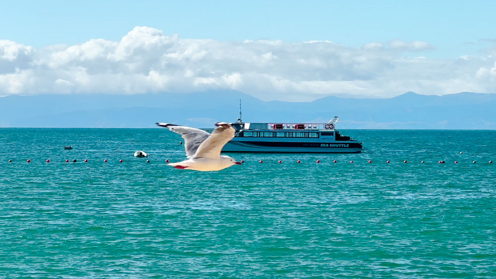 abel tasman nationalpark neuseeland moewe und boot im nationalpark Abel Tasman Nationalpark, Neuseeland, Möwe und Boot im Nationalpark