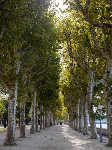Coimbra, Portugal, Allee