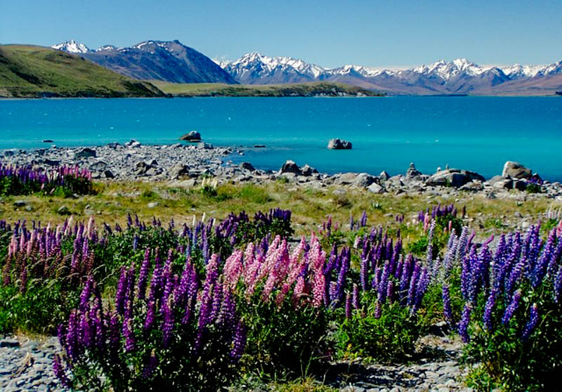 Lake Tekapo, Neuseeland, Lupinen am Lake Tekapo