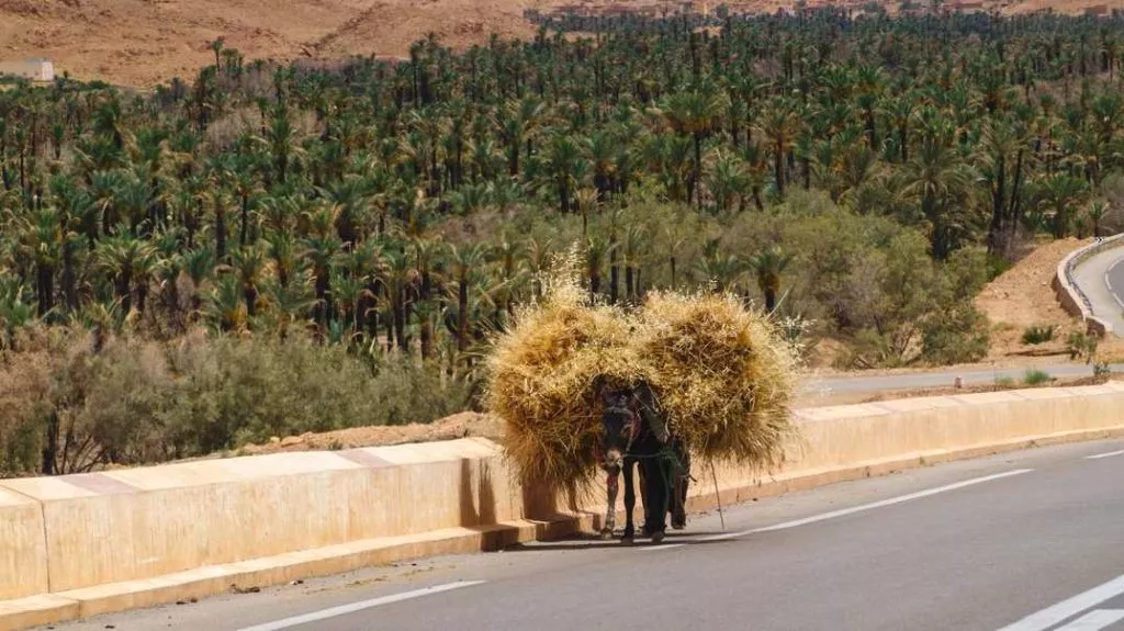 Marokko_Mietwagen_Esel auf den Straßen sind keine Seltenheit