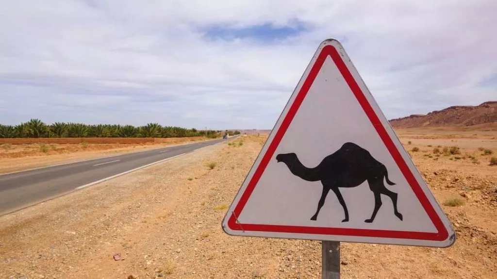 Marokko_Mietwagen_Straße in Marokko mit Kamel-Schild