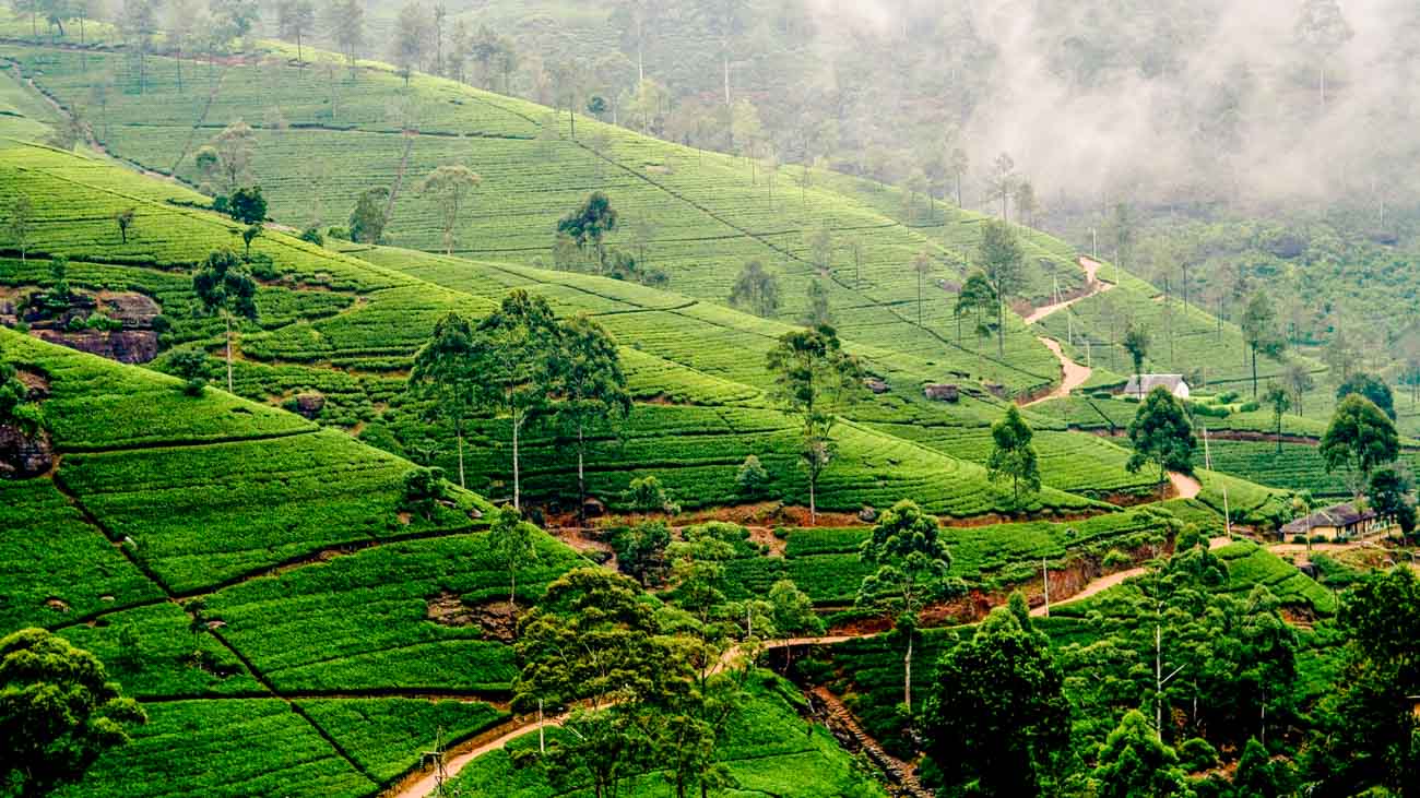 Nuwara Eliya Orts SW Beitragsbild