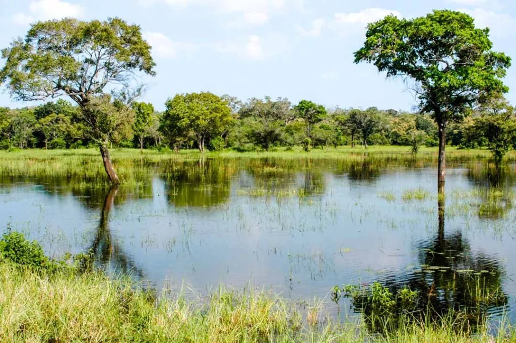 Sri Lanka Minneriya National Park