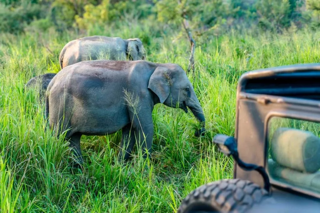 Sri Lanka Minneriya National Park Elefant auf Safari