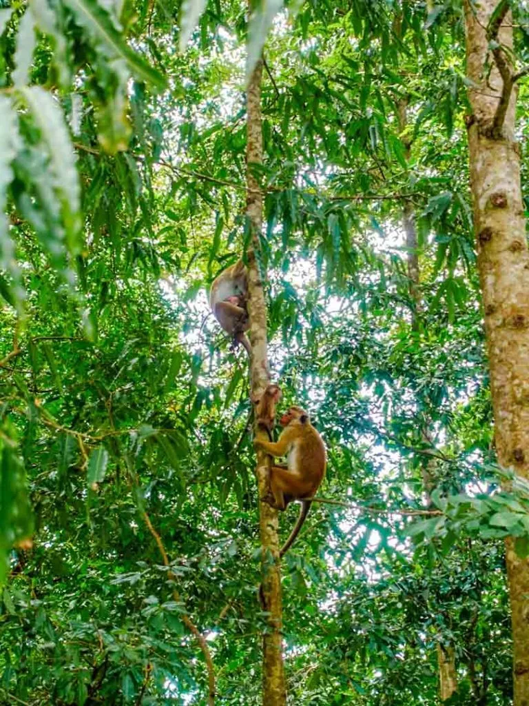 Sri Lanka Nationalpark Affe
