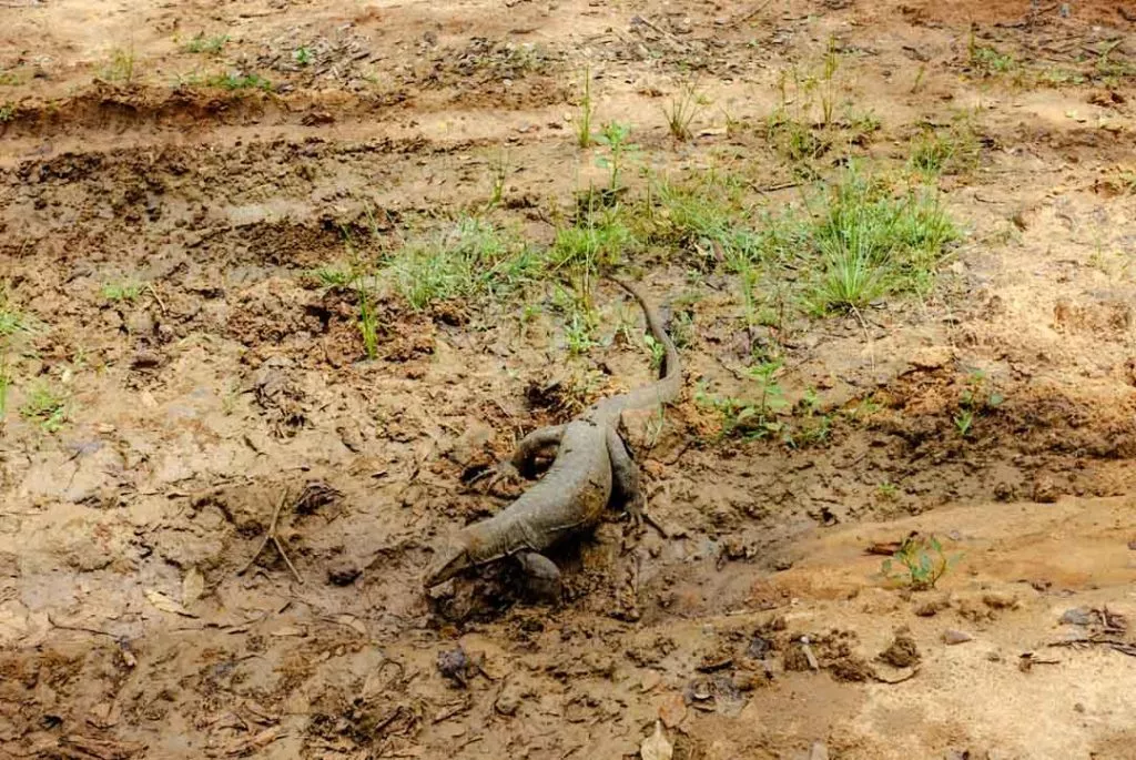 Sri Lanka Nationalpark Echse