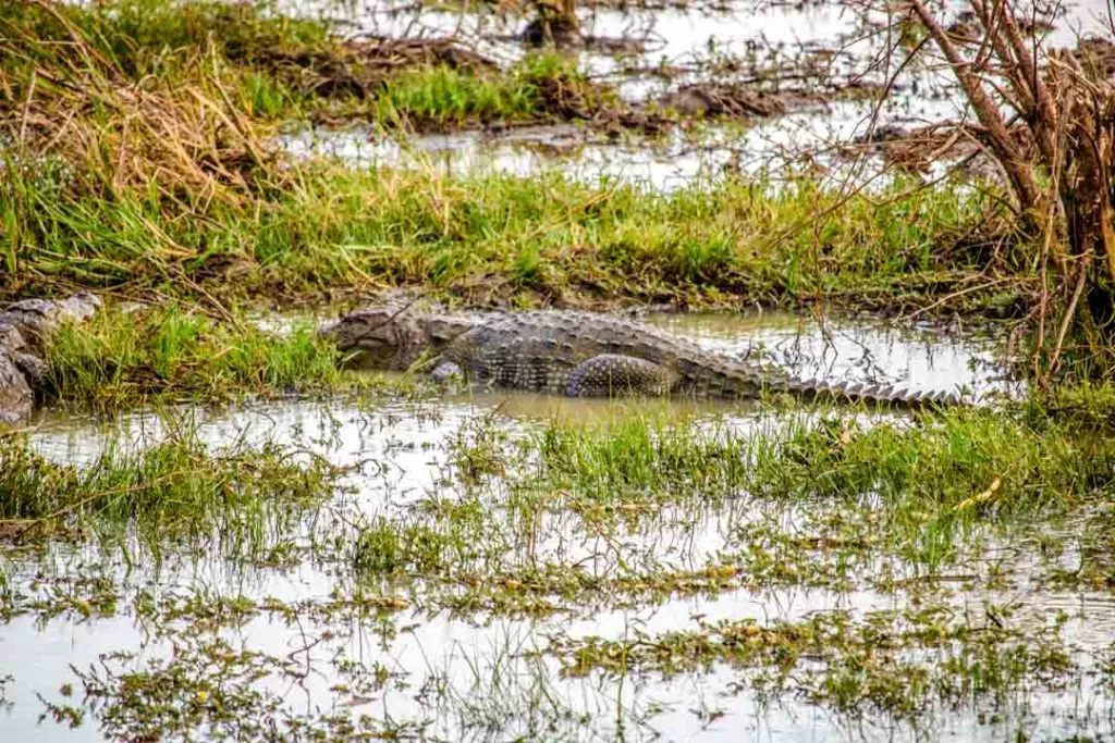Sri Lanka Nationalpark Krokodil