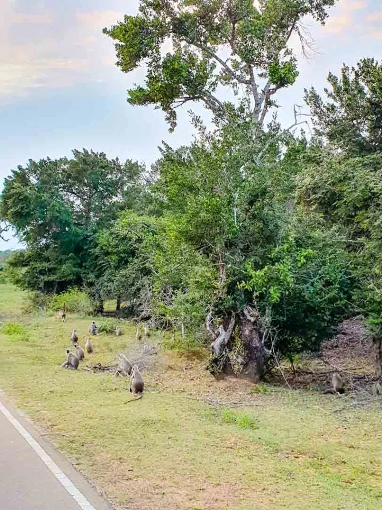 Sri Lanka Nationalpark Langur Affe