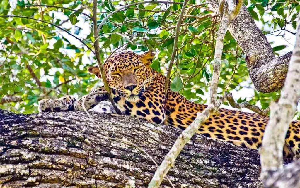 Sri Lanka Nationalpark Leopard