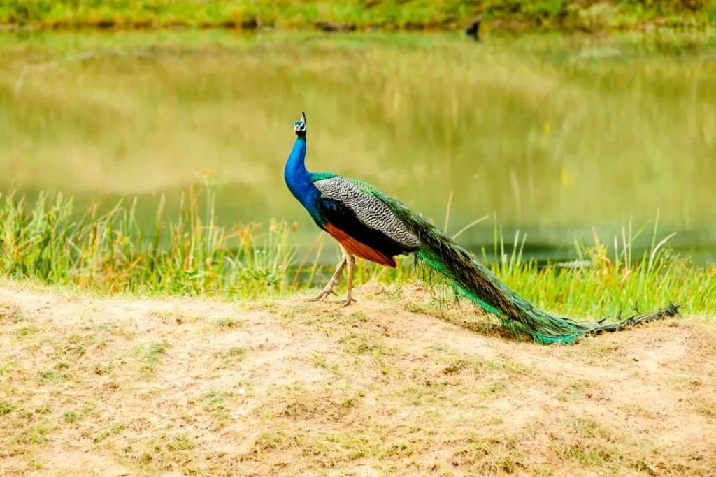 Sri Lanka Nationalpark Pfau