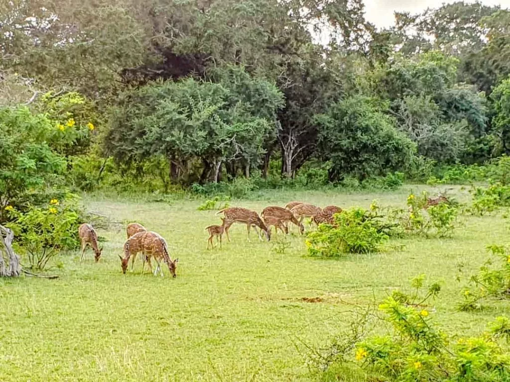 Sri Lanka Nationalpark Rehe