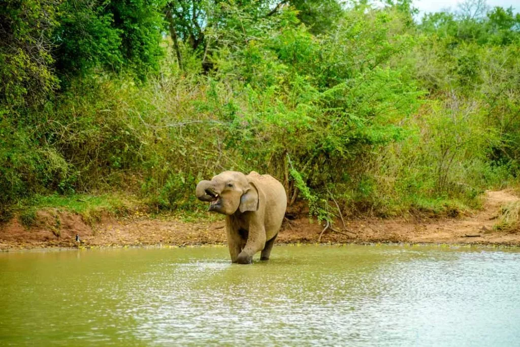 sri lanka safari elefant im wasser Sri Lanka Safari Elefant im Wasser