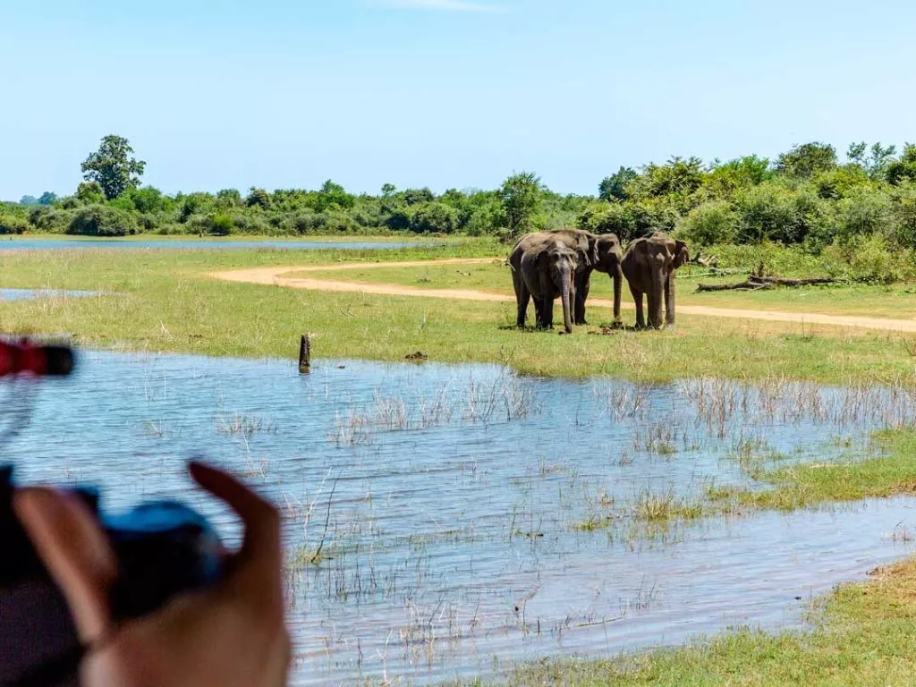 sri lanka safari elefanten Sri Lanka Safari Elefanten