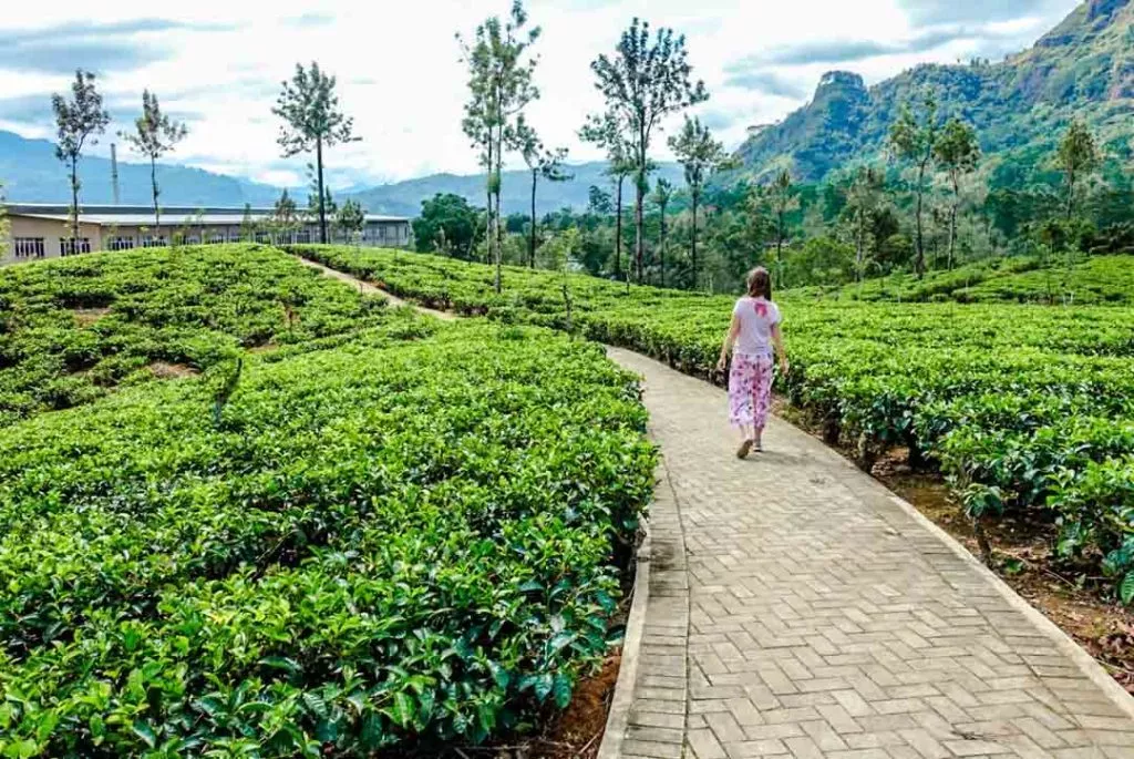 Sri Lanka Teeplantagen