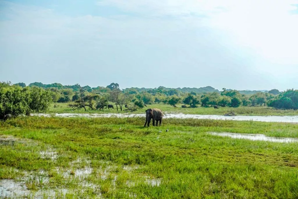 Sri Lanka Yala Nationalpark Elefant in Lagune