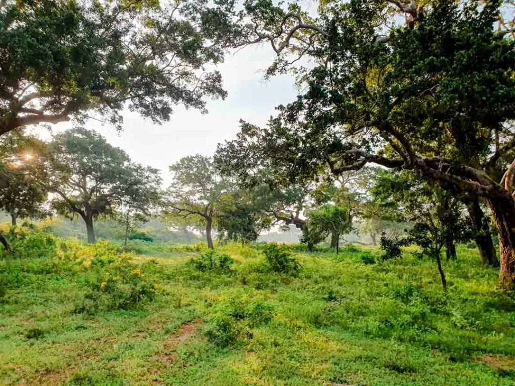 Sri Lanka Yala Nationalpark Landschaft