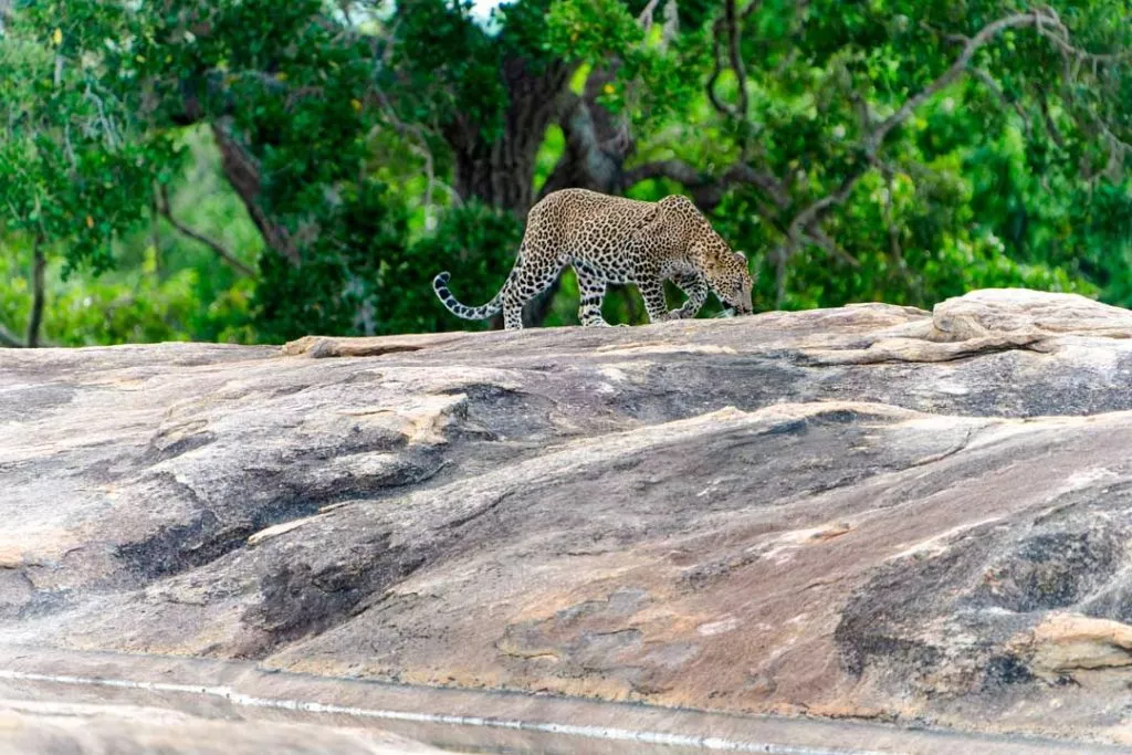 Sri Lanka Yala Nationalpark Leopard 2
