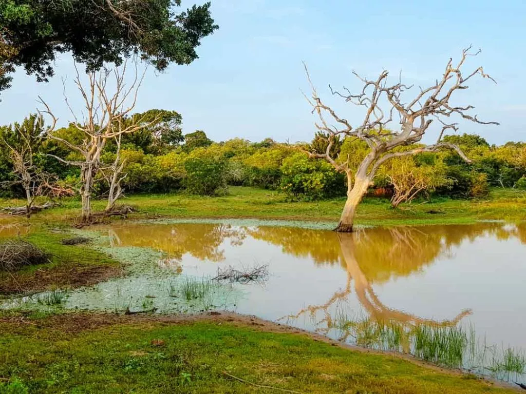 Sri Lanka Yala Nationalpark Sonnenaufgang Wasserloch