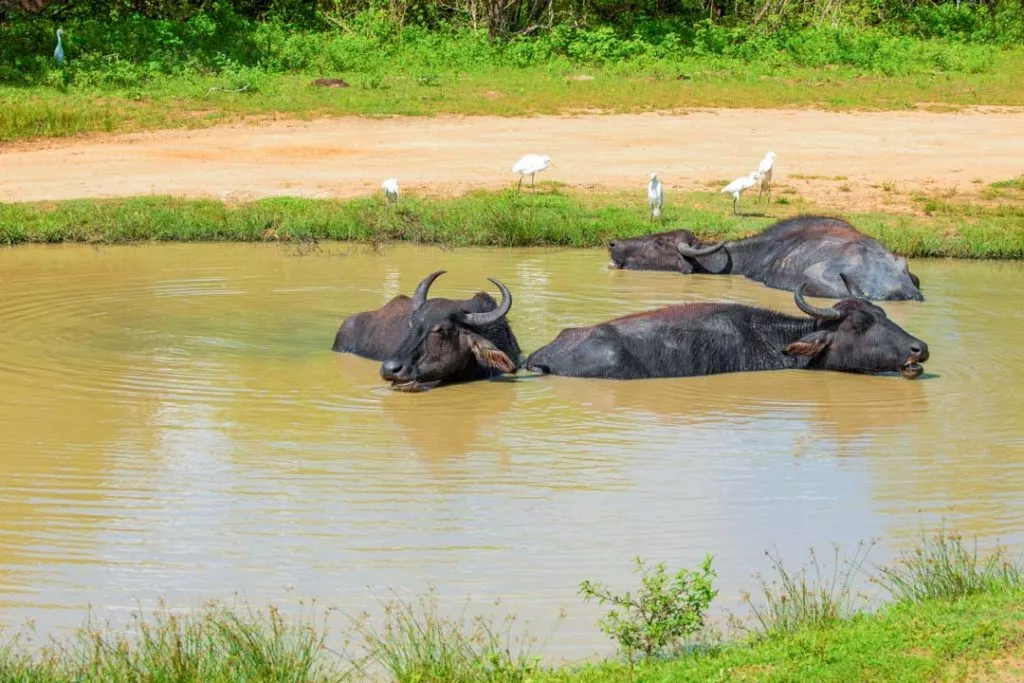 Sri Lanka Yala Nationalpark Wasserbüffel