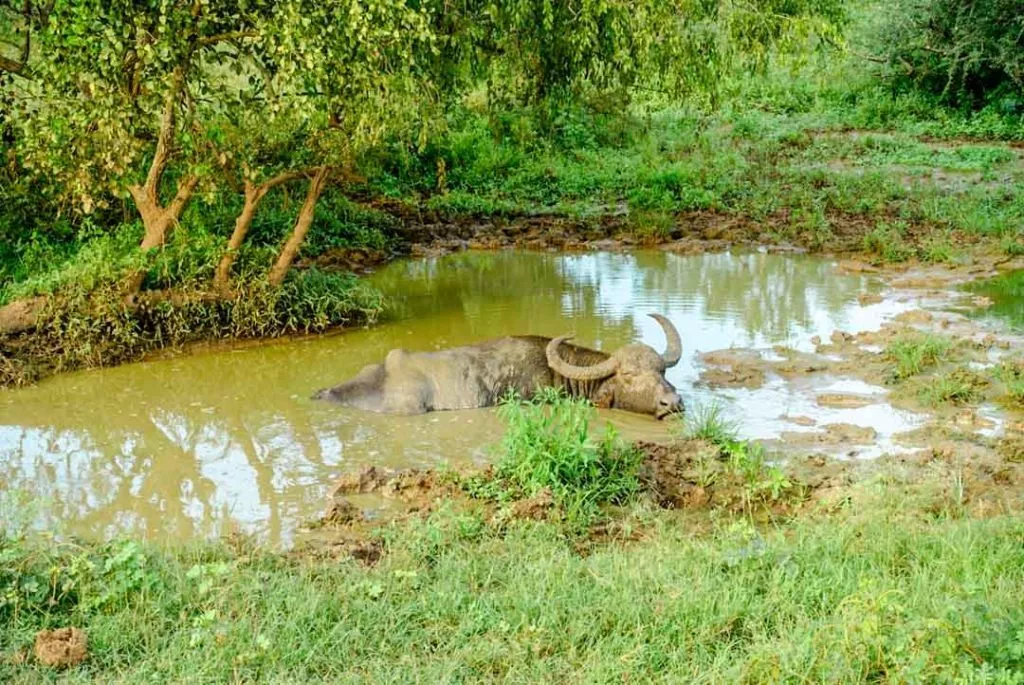 Sri Lanka Yala Nationalpark Wasserbüffel 2