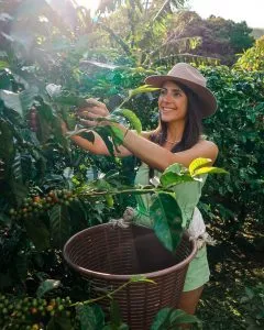 traveloptimizer Reisebüro plant Reisen, Costa Rica Kaffee ernten