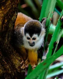 traveloptimizer Reisebüro plant Reisen, Costa Rica Affee