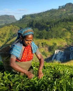 Reise planen lassen von traveloptimizer, Sri Lanka Teeplantagen