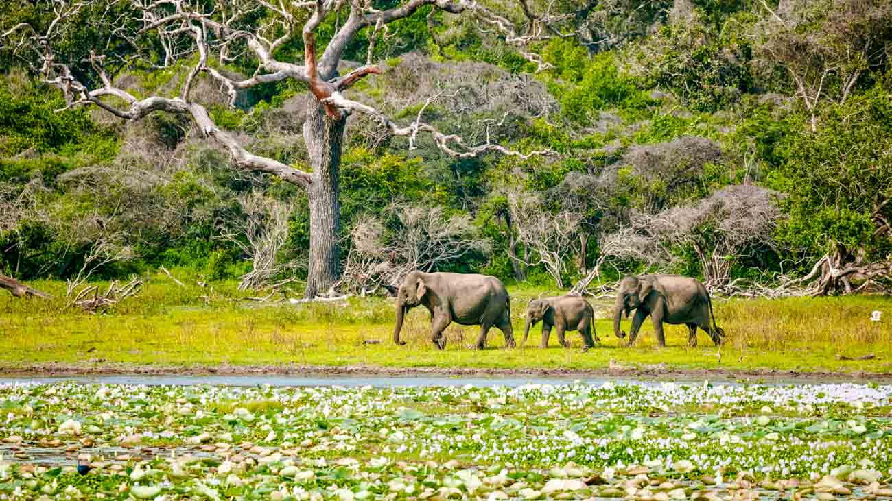 Yala Nationalpark Beitragsbild
