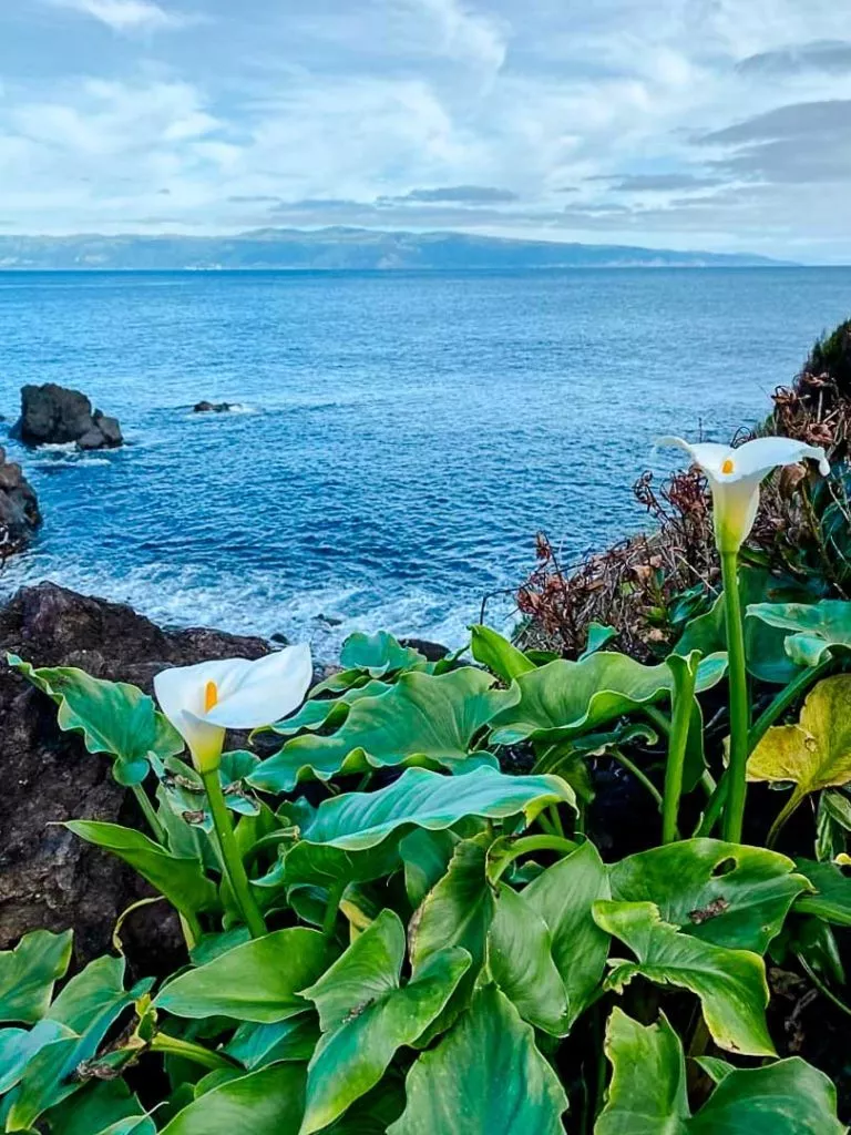 aussicht aufs meer bei wanderung ponta do ilha pico azoren Aussicht aufs Meer bei Wanderung Ponta do Ilha Pico Azoren