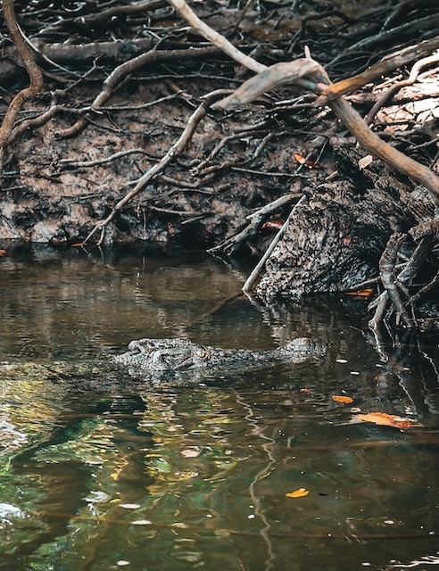 australien daintree rainforest krokodil Australien, Daintree Rainforest, Krokodil
