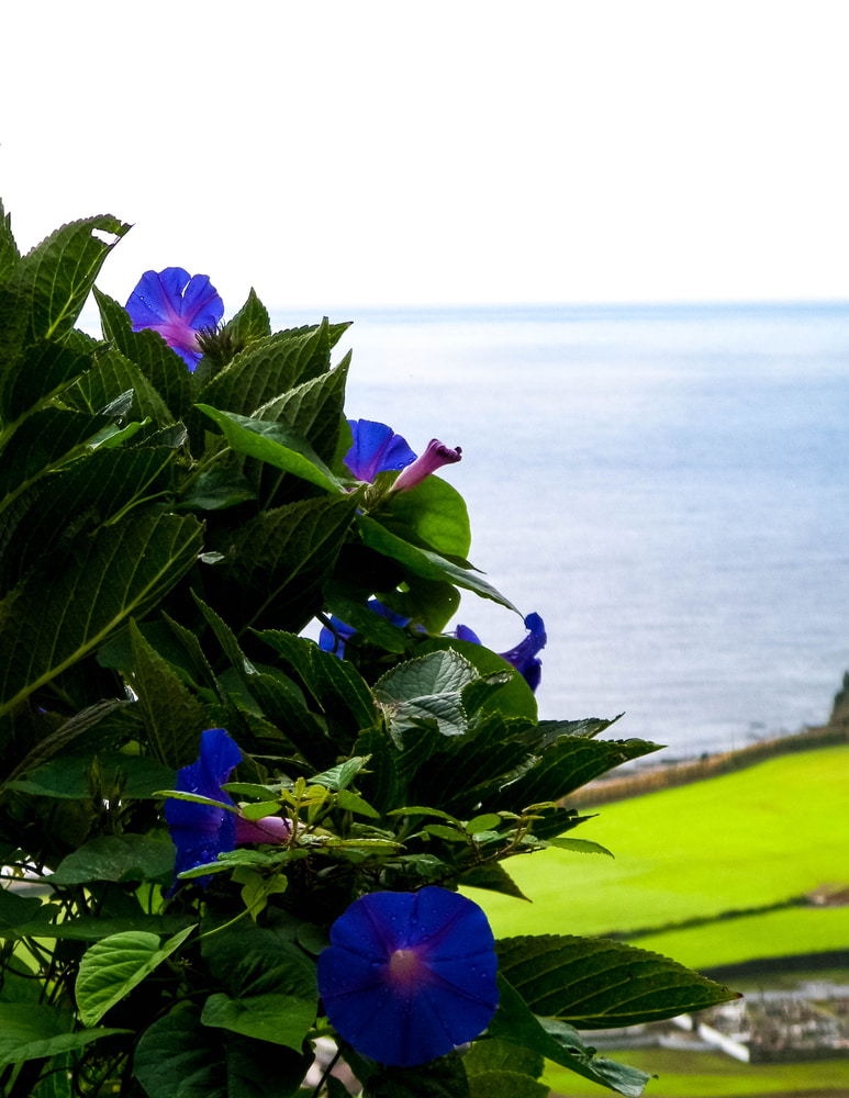 blick auf das dorf faial do terra sao miguel azoren portugal Blick auf das Dorf Faial do Terra Sao Miguel Azoren Portugal