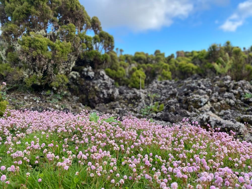 blumenfeld auf terceira azoren portugal Blumenfeld auf Terceira Azoren Portugal