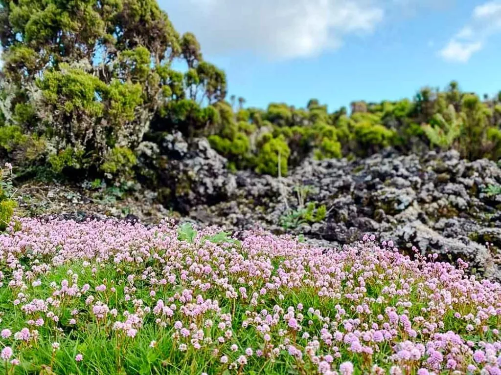 blumenfeld wanderung rocha do chambre terceira azoren Blumenfeld Wanderung Rocha do Chambre Terceira Azoren