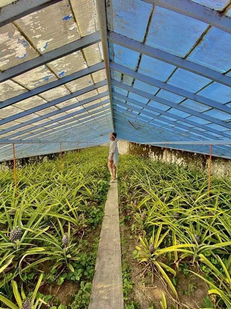 gewaechshaus auf ananasplantage sao miguel azoren portugal Gewächshaus auf Ananasplantage São Miguel Azoren Portugal