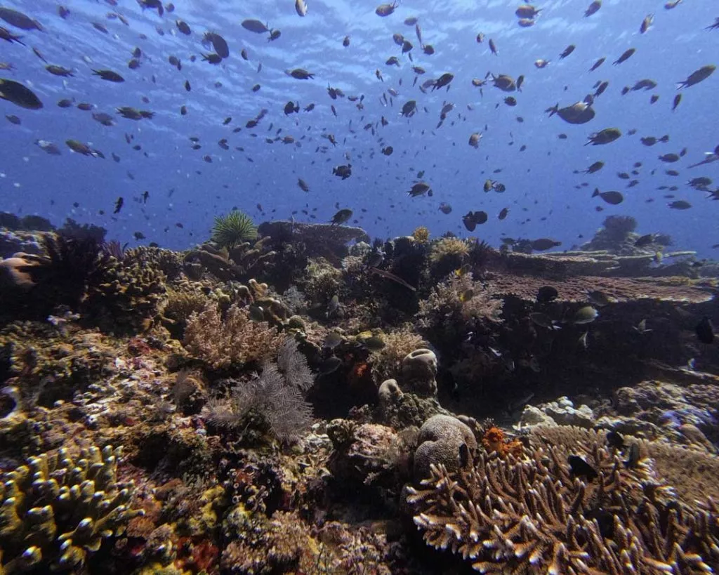 Intakte Riffe im Komodo Nationalpark, Indonesien
