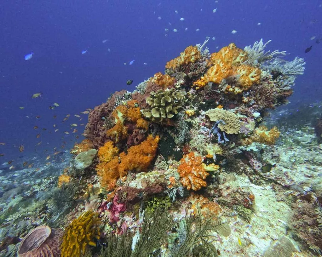 Intakte Riffe im Komodo Nationalpark, Indonesien