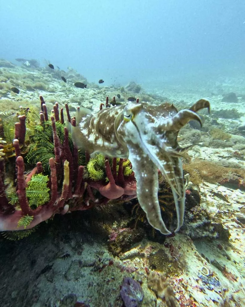 Komodo Tour Unterwasserwelt