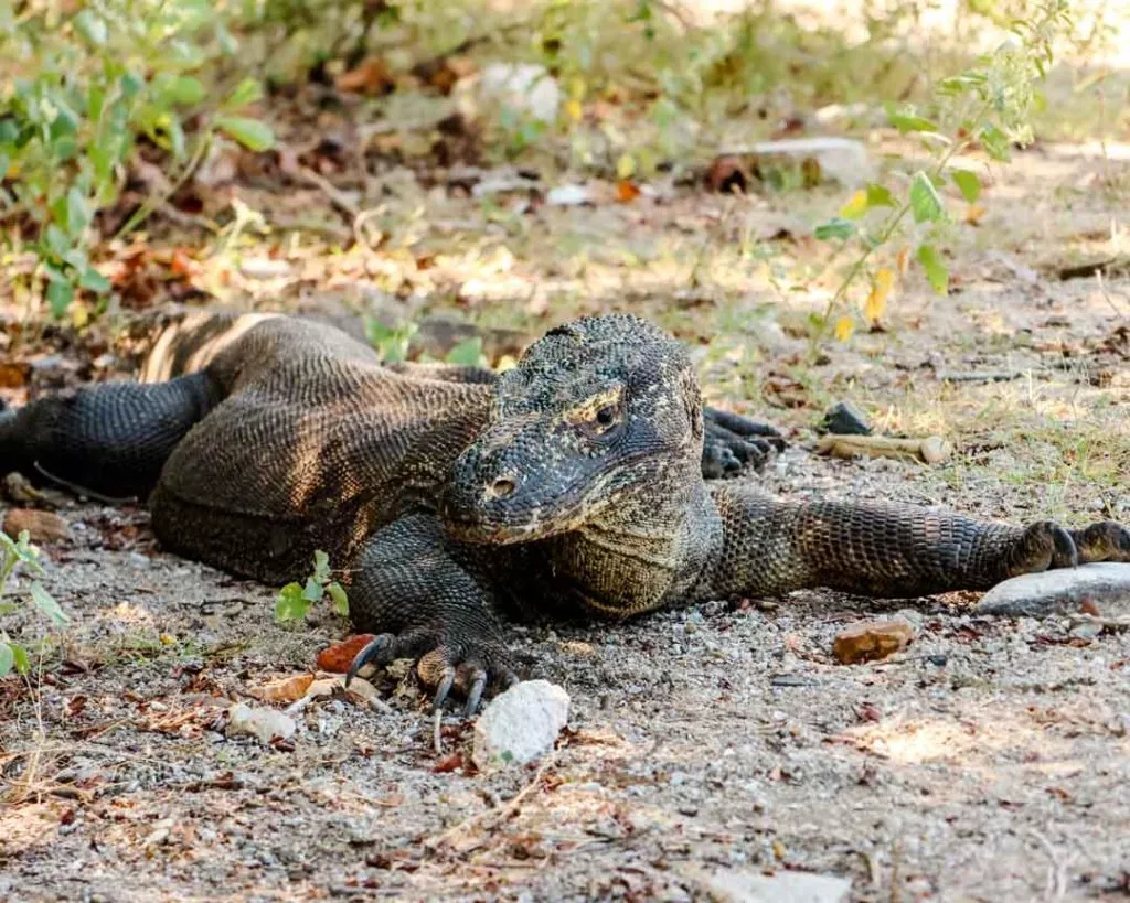 Komodowarane im Komodo Nationalpark