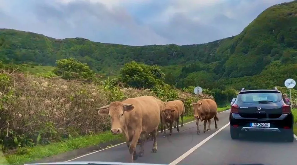 kuehe auf der strasse auf den azoren portugal Kühe auf der Straße auf den Azoren Portugal