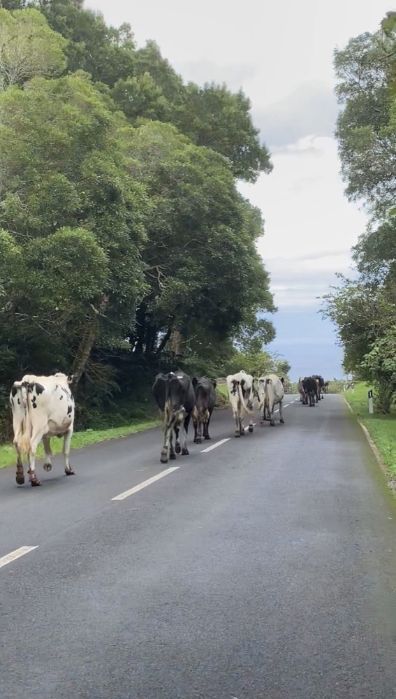 kuehe auf der strasse pico azoren Kühe auf der Strasse Pico Azoren