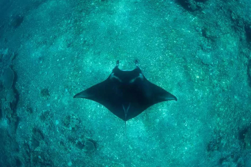 Manta Point im Komodo Nationalpark