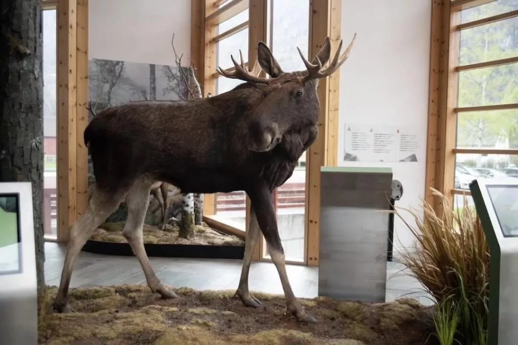 norsk natursenter hardanger elch Norsk Natursenter Hardanger Elch