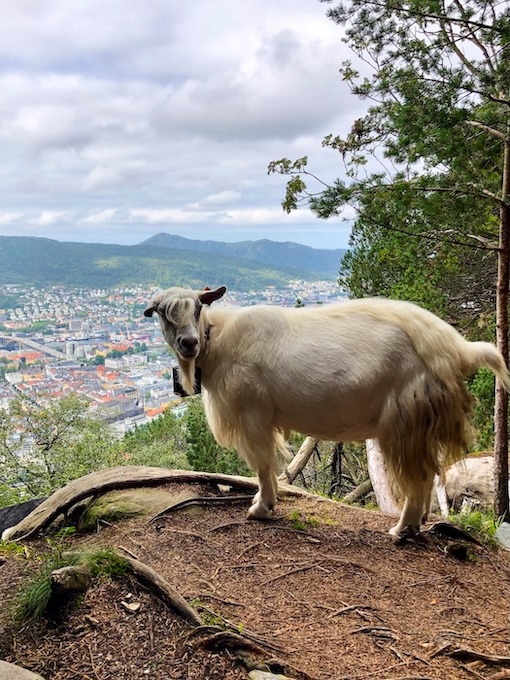 norwegen bergen floibanen station aussicht Norwegen, Bergen, Fløibanen Station, Aussicht