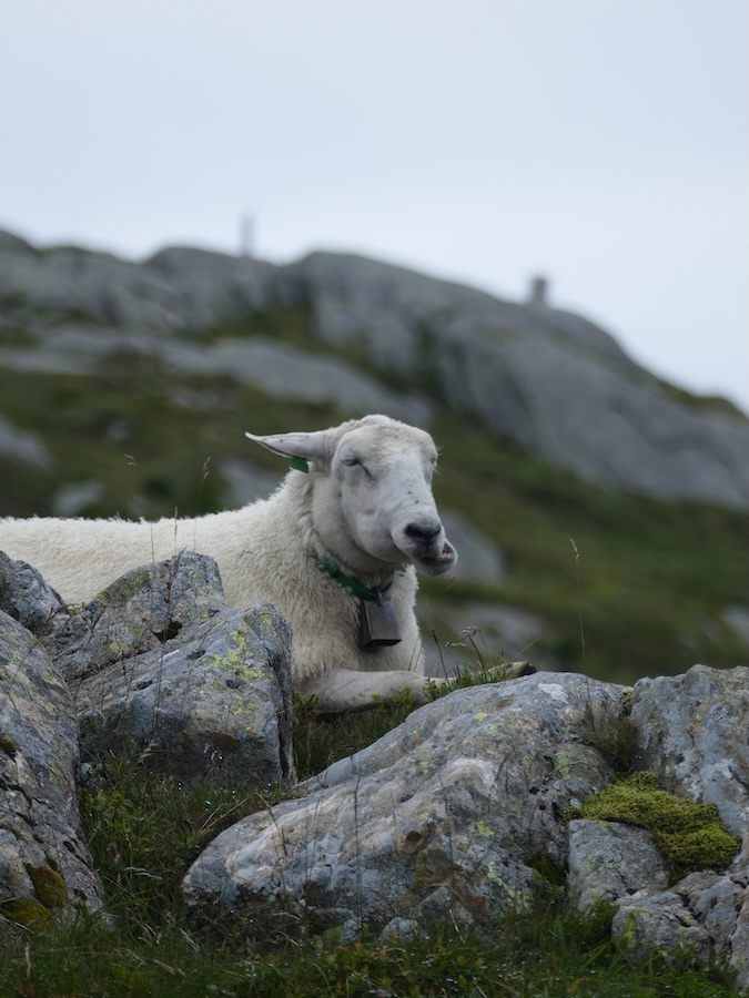 norwegen bergen schaf Norwegen, Bergen, Schaf