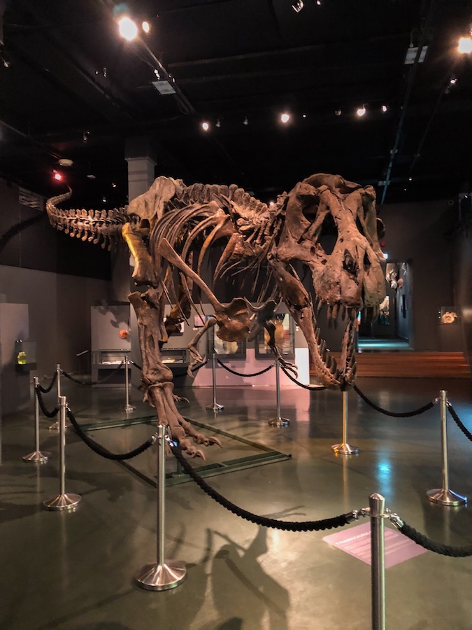 Norwegen, Oslo, Naturhistorisk Museum, Dinosaurier Skelette