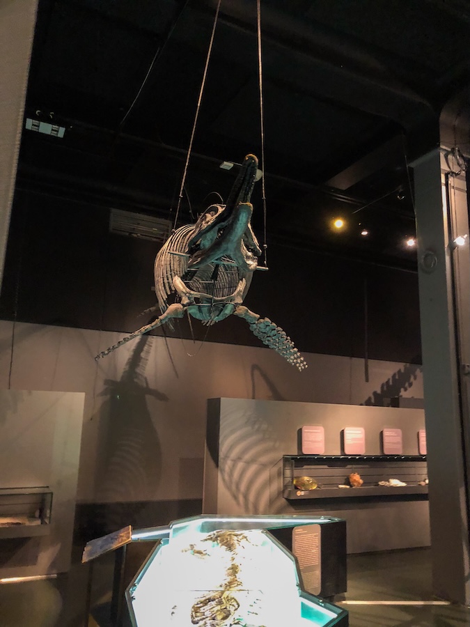 Norwegen, Oslo, Naturhistorisk Museum