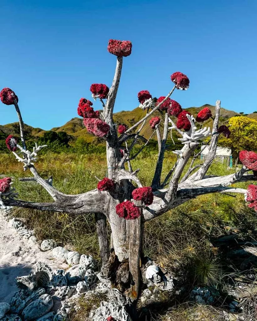 Rote Korallen werden beim Pink Beach angeschwemmt