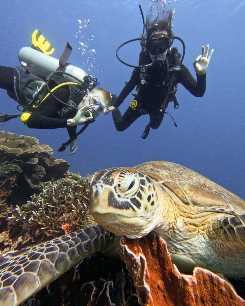 Schildkröte beim Tauchen im Komodo Nationalpark