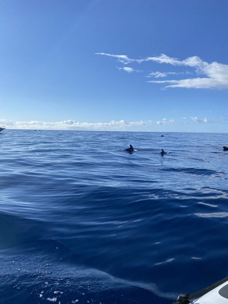 schweinswale beim whale watching sao miguel azoren portugal Schweinswale beim Whale Watching São Miguel Azoren Portugal
